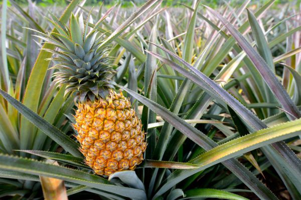 Natural 1L Fruit Pineapple Juice